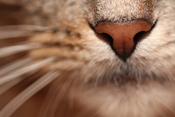 cat nose and mustache macro photo