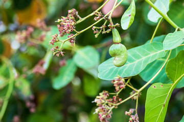 Young Cashew nuts growing on the tree, Cashew nuts grow on a tree branch. Cashew (Anacardium occidentale) fruits