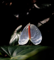 Anthurium is white heart-shaped flower. Dark green leaves as background highlight flowers beautifully. Anthuriums have become a symbol of hospitality. Natural natural background with bright flowers