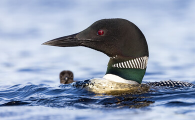 A common loon and chick in Maine  © Harry Collins