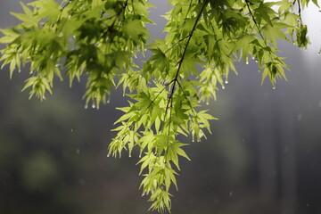Japanese maple in Spring