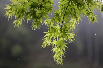 Japanese maple in Spring