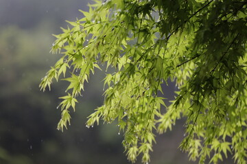 Japanese maple in Spring