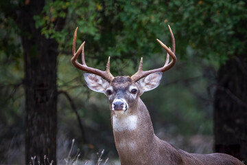 deer in the woods