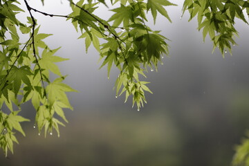 Japanese maple in Spring