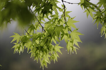 Japanese maple in Spring