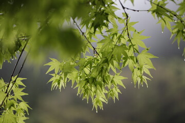 Japanese maple in Spring