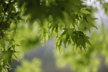 Japanese maple in Spring