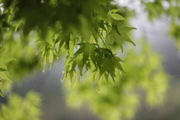 Japanese maple in Spring