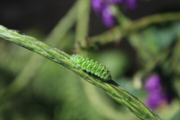 Green caterpillar of Cyanophrys sp