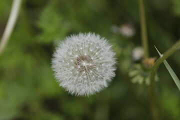 Dandelion fluff