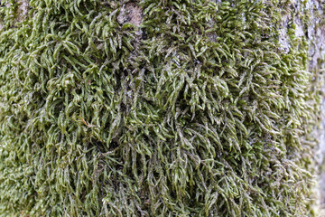 Close up of Moss on tree. Nature life background. Close Up of Tree Bark with Moss