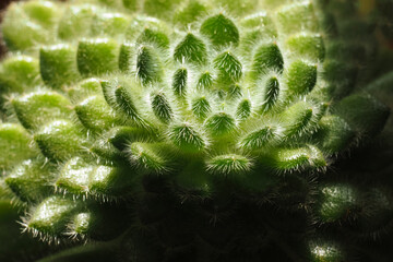 Echeveria setosa plant in sunlight. Green fuzzy foliage