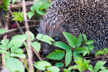 Erinaceus europaeus. Young hedgehog in natural habitat