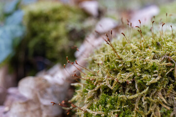 The stump is overgrown with moss. There are mushrooms growing on the beautiful stump. Close-up of a cutted mossy tree