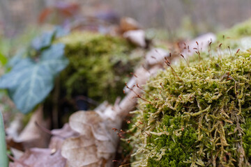 The stump is overgrown with moss. There are mushrooms growing on the beautiful stump. Close-up of a cutted mossy tree
