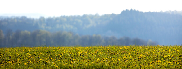 a sunny spring meadow blur panorama
