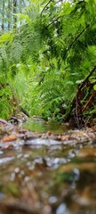 stream in the forest