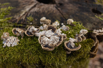 The stump is overgrown with moss. There are mushrooms growing on the beautiful stump. Close-up of a cutted mossy tree