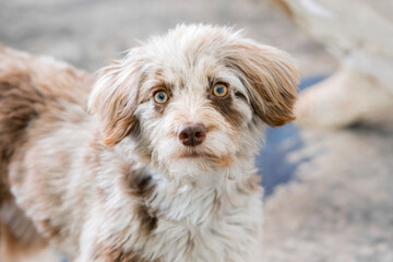 Aussie-Doodle