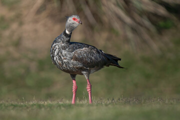 Southern Screamer	