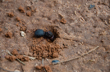 Queen ant digging an anthill