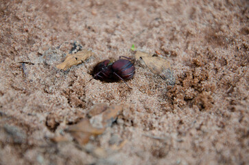 Queen ant digging an anthill