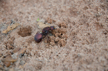 Queen ant digging an anthill