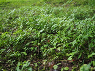 Obraz premium OLYMPUS DIGITAL CAMERA