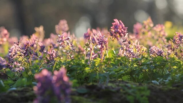 Flowering fumewort (Corydalis solida) plants in forest in evening illumination. May, Belarus