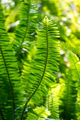 Beautiful leaves pattern for nature Background.