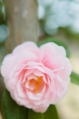 淡いピンクの椿の花	