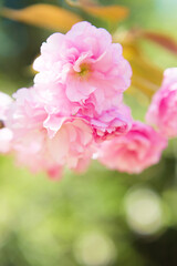 八重桜のクローズアップ	