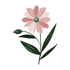 pink flower illustration