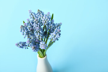 Vase with bouquet of beautiful Muscari flowers on blue background