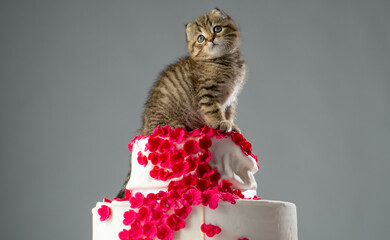 beautiful portrait of a cute british kitten on top of a cake on a gray background