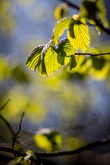 Baumblätter im Sonnenlicht, Frühling, Frühlingserwachen Natur, blur