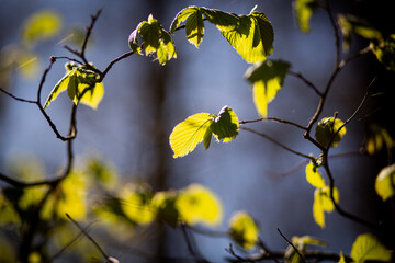 Baumblätter im Sonnenlicht, Frühling, Frühlingserwachen Natur, blur