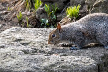 A squirrel examines a rocky garden in High Park in Toronto, Ontario, looking for food during an early evening sunset.