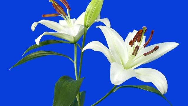 Rotating Around Tropical Lilly Flowers Bluescreen