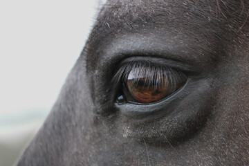 close up of eye of a horse looking forward