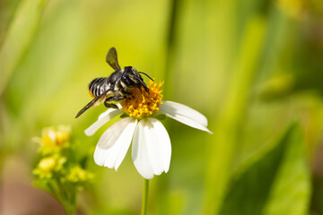 Bee on flower in Sarasota, Florida
