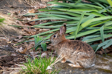A rabbit pauses in an early spring barren garden in High Park in Toronto, Ontario looking for something to eat.