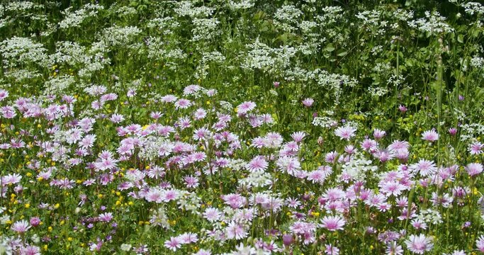 Grassland with a pink red hawksbeard in bloom