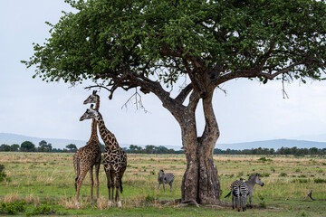 giraffe in the savannah