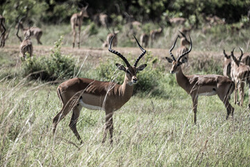 impala in the savannah