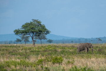 Fototapeta premium elephants in the savannah