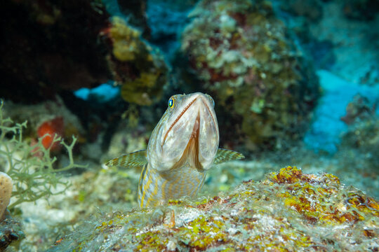 A lizardfish with razor sharp teeth stares up from its vantage point in the reef into the water column. The scientific name for this creature is Synodontidae and it is at home in tropical warm water