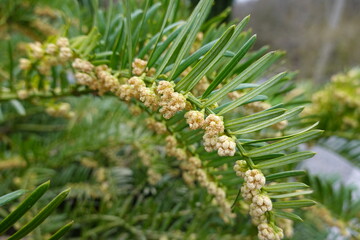 Yew (Taxus baccata) Yew is most commonly found growing in southern England.