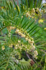 Closeup English Yew (Taxus baccata).
